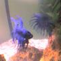 freshwater fish - betta splendens - crown tail betta stocking in 30 gallons tank - my betta, look in the mirrow...