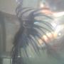 freshwater fish - betta splendens - crown tail betta stocking in 30 gallons tank - my betta