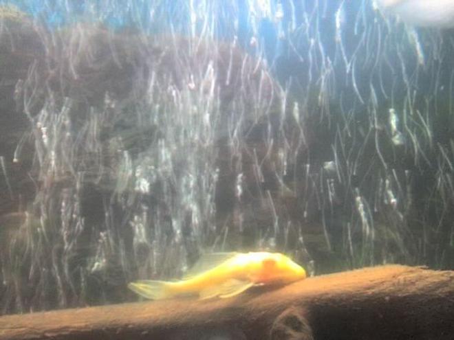 freshwater fish - ancistrus sp. - bushy nose pleco l-144 stocking in 30 gallons tank - my pleco