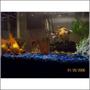 29 gallons freshwater fish tank (mostly fish and non-living decorations) - My 10gal These are my fancy goldfish i also have a betta and sucker fish in here