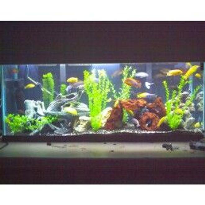 55 gallons freshwater fish tank (mostly fish and non-living decorations) - cichlids