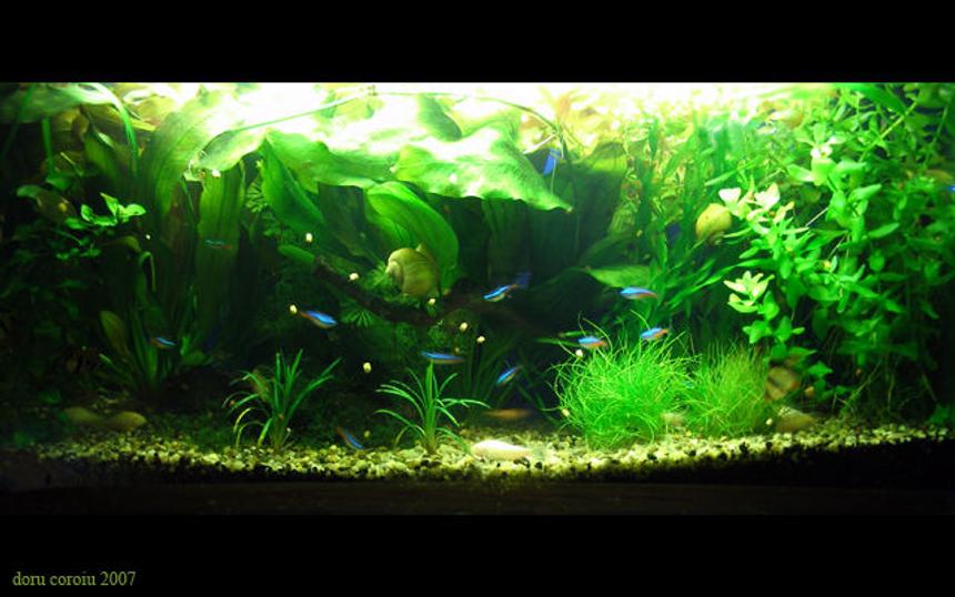 Rated #51: 18 Gallons Planted Tank - 18 gallons
community aquarium
3 x 18w philips 830
filter 600l/h

Fish:
20 x neon fish
5 x tiger barbs
3 x zebra
7 x corydoras

Plants:
echinodorus ozelot
ludwigia repens
elodea densa
jawa moss
Echinodorus osiris
valisneria nana
valisneria twister mini
cabomba caroliniana
bacopa caroliniana