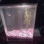 1 gallon planted tank (mostly live plants and fish) - '