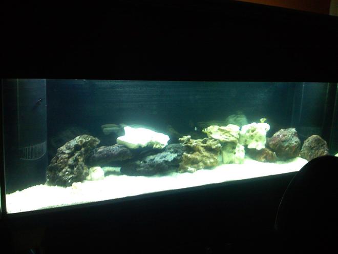 125 gallons saltwater fish tank (mostly fish, little/no live coral) - Up close!!!!