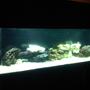 125 gallons saltwater fish tank (mostly fish, little/no live coral) - Up close!!!!