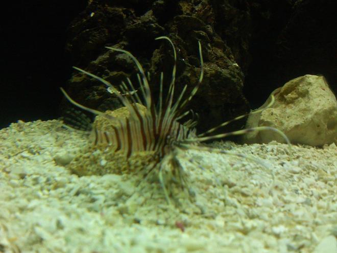 saltwater fish - pterois volitans - volitan lionfish stocking in 125 gallons tank - Volatile lion fish