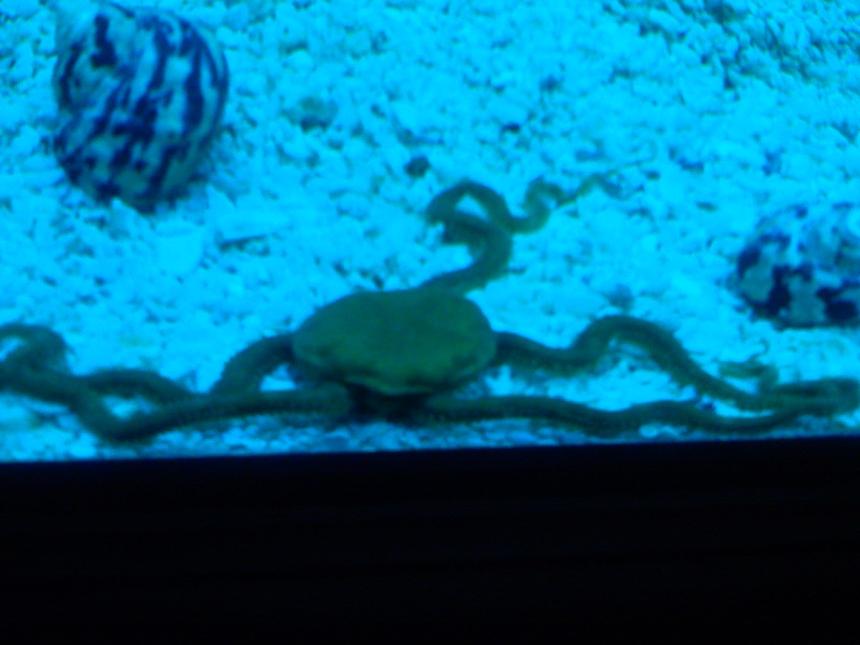 Rated #90: Corals Inverts - Ophiothrix Sp. - Brittle Sea Star Stocking In 125 Gallons Tank - Brittle Star