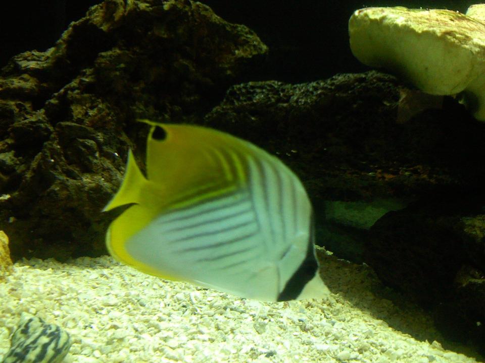 saltwater fish - chaetodon auriga - auriga butterflyfish stocking in 125 gallons tank - Auriga butterfly