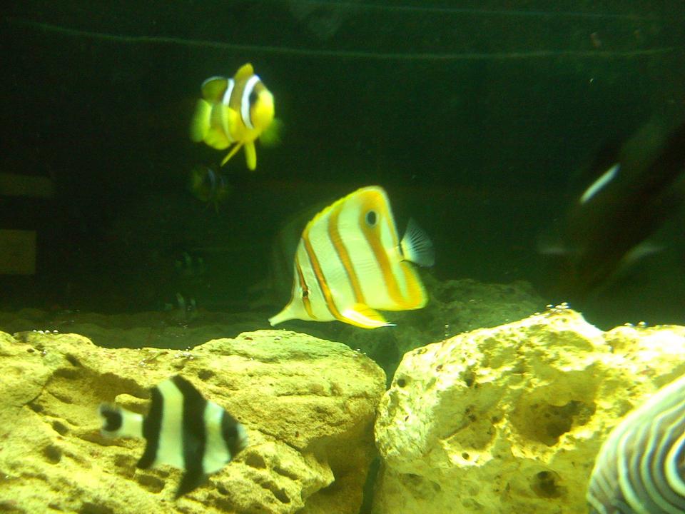 saltwater fish - chelmon rostratus - copperband butterflyfish stocking in 125 gallons tank - Copper banded butterfly and clarki clown fish