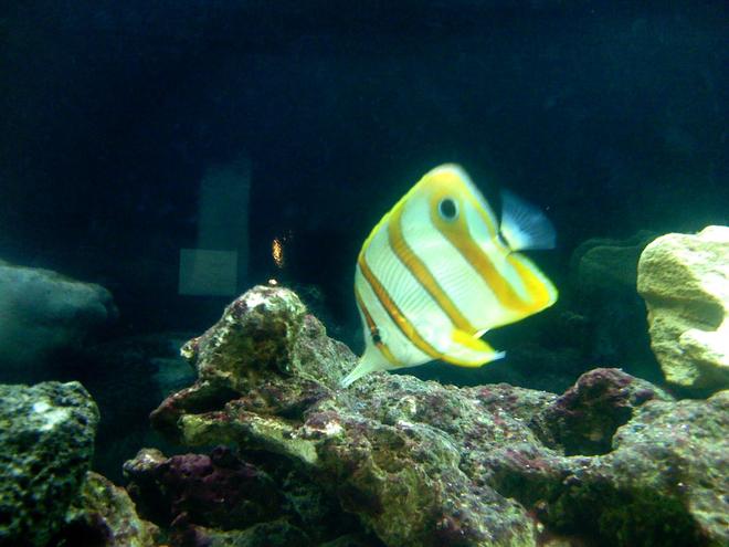 saltwater fish - chelmon rostratus - copperband butterflyfish stocking in 125 gallons tank - Copper banded butterfly