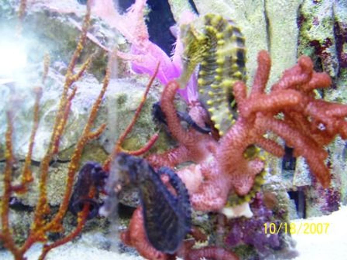 saltwater fish - hippocampus erectus - black seahorse stocking in 37 gallons tank - Some of my Seahorses!