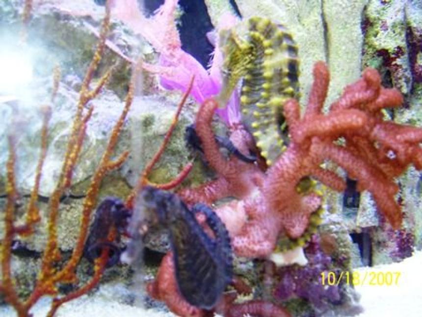 Rated #88: Saltwater Fish - Hippocampus Erectus - Black Seahorse Stocking In 37 Gallons Tank - Some of my Seahorses!