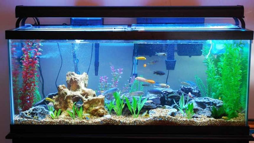 Rated #154: 75 Gallons Freshwater Fish Tank - sunlight setting