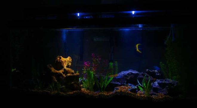 75 gallons freshwater fish tank (mostly fish and non-living decorations) - moonlight setting
