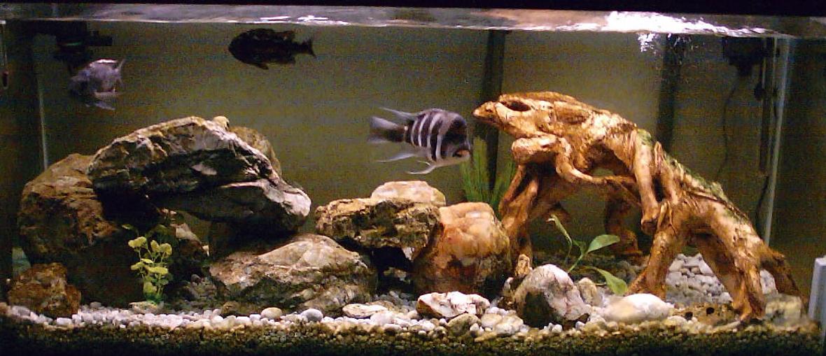 80 gallons freshwater fish tank (mostly fish and non-living decorations) - 80 Gallon African Cichlid Tank Fluval 404