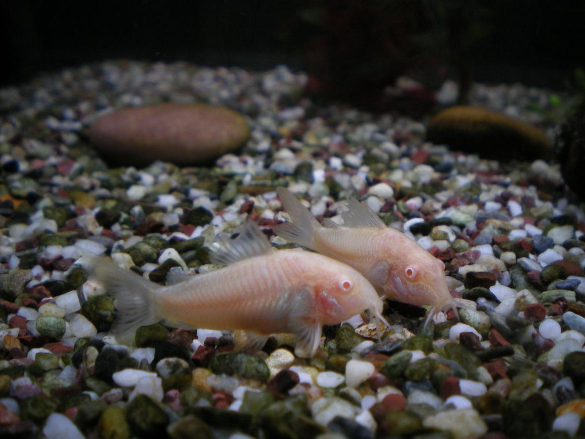 freshwater fish - corydoras aeneus - albino aeneus cory cat stocking in 75 gallons tank - my two albino Corey dora