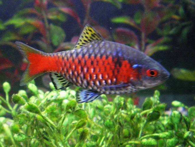 freshwater fish - puntius conchonius - rosy barb stocking in 75 gallons tank - my barbs in prime health