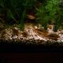 fish tank picture - A couple of baby cory's with adults.