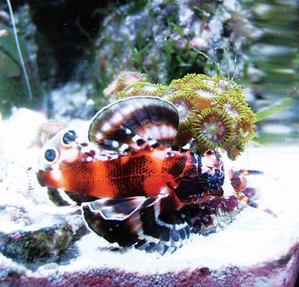 saltwater fish - dendrochirus biocellatus - fu manchu lionfish stocking in 24 gallons tank - Lion w polyps. This fish is sick!
