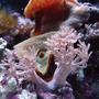 corals inverts - xenia sp. - white pom pom xenia stocking in 24 gallons tank - close up 12G NANO