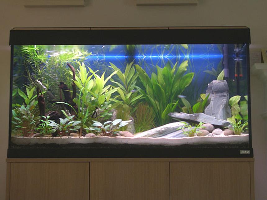 Rated #63: 44 Gallons Planted Tank - This pic is at 4 weeks old. Plants doing very well in the Tetra Complete substrate (with sand and grit) and feeding once a week with   Nutrafin Plant Gro.

08-12-07 (8 weeks) - will need to get a new pic as the plants are much bigger now. The Star Grass on the rear left has been chopped back once already.