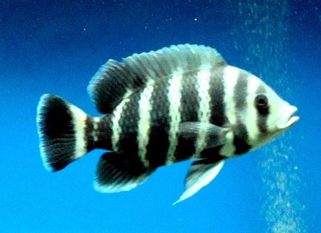 freshwater fish - tilapia buttikoferi - zebra tilapia stocking in 138 gallons tank - This fish looks SO good and healthy. Tilapia is one of my favorite fish ...