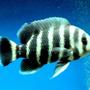 freshwater fish - tilapia buttikoferi - zebra tilapia stocking in 138 gallons tank - This fish looks SO good and healthy. Tilapia is one of my favorite fish ...