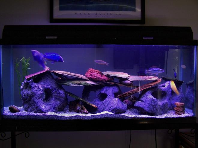 55 gallons freshwater fish tank (mostly fish and non-living decorations) - My 55gal assorted Malawi/Tanganyika cichlid tank. Malawi fish include a yellow lab, demasoni, hap compressiceps(eye biter), hap moorii(blue dolphin), peacock hybrid and Synodontis catfish. Tanganyika fish include a golden juli and a calvus.  Also Raphael Catfish, 2 plecos, clown loach, 2 danias, and some botias.