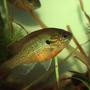 freshwater fish - lepomis gibbosus - pumpkinseed stocking in 55 gallons tank - Pumpkinseed