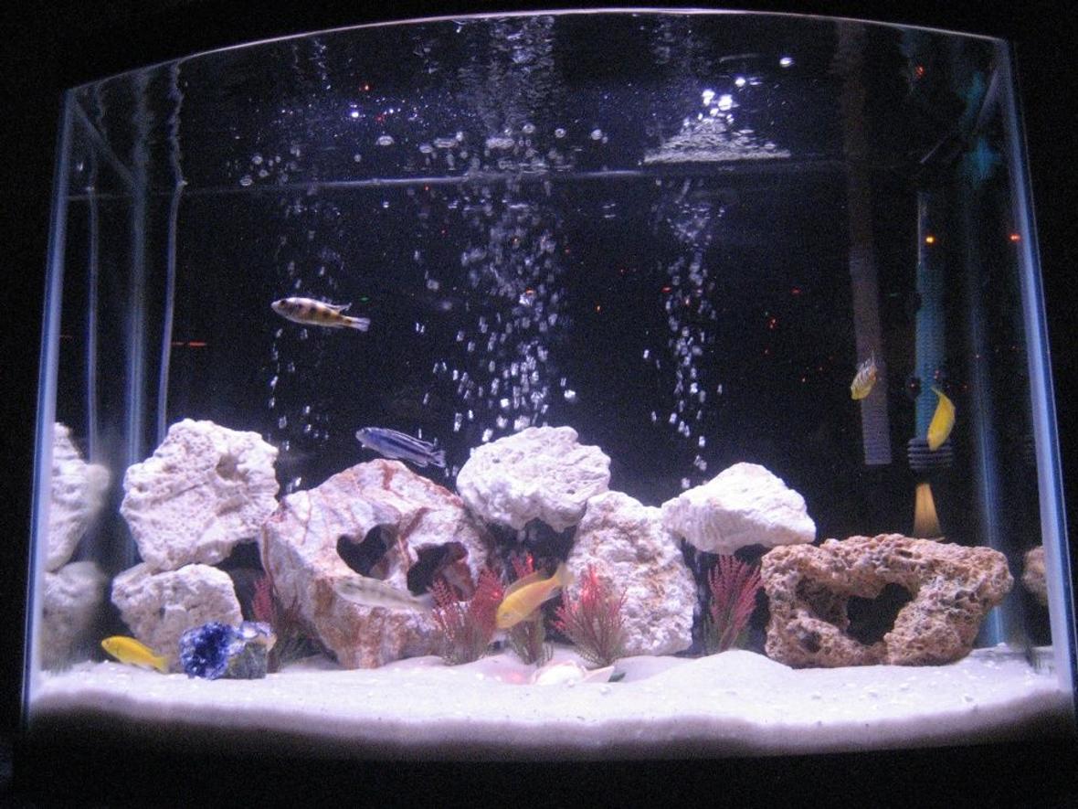 fish tank picture - We now have converted our 28 gallon tank from having platys in it to now African Cichlids in it! They are great fish to have and are so pretty!!