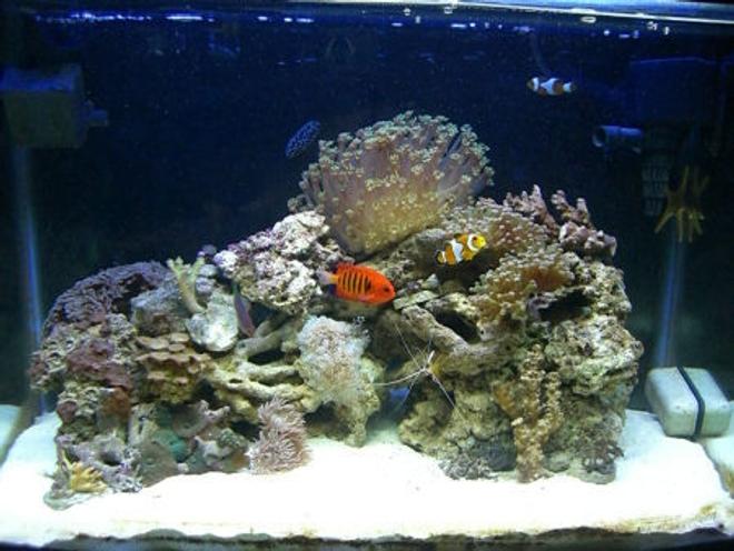 30 gallons reef tank (mostly live coral and fish) - (11/23/07) 30 Gallon Bow Front Reef Tank