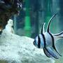 saltwater fish - pterapogon kauderni - kaudern's cardinal stocking in 82 gallons tank - Bengaii Cardinal