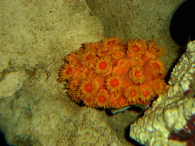 corals inverts - tubastrea faulkneri - orange sun coral stocking in 82 gallons tank - Sun Coral