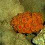 corals inverts - tubastrea faulkneri - orange sun coral stocking in 82 gallons tank - Sun Coral