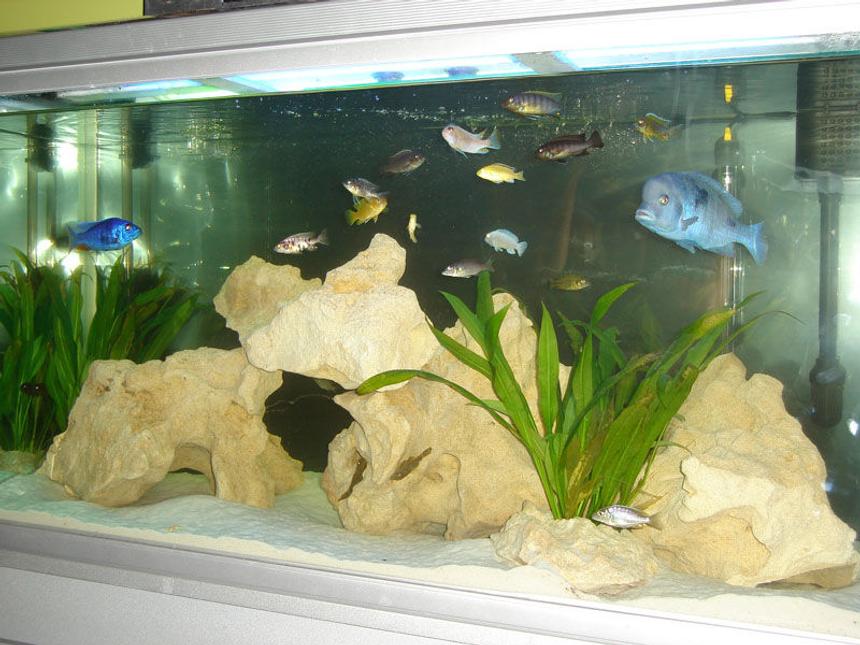 Rated #99: 82 Gallons Freshwater Fish Tank - 4ft African Tank