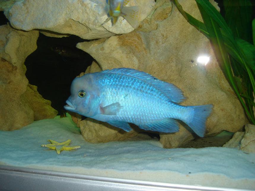 Rated #28: Freshwater Fish - Cyrtocara Moorii - Moorei Cichlid Stocking In 82 Gallons Tank - Cyt. Moorii - Blue Dolphin