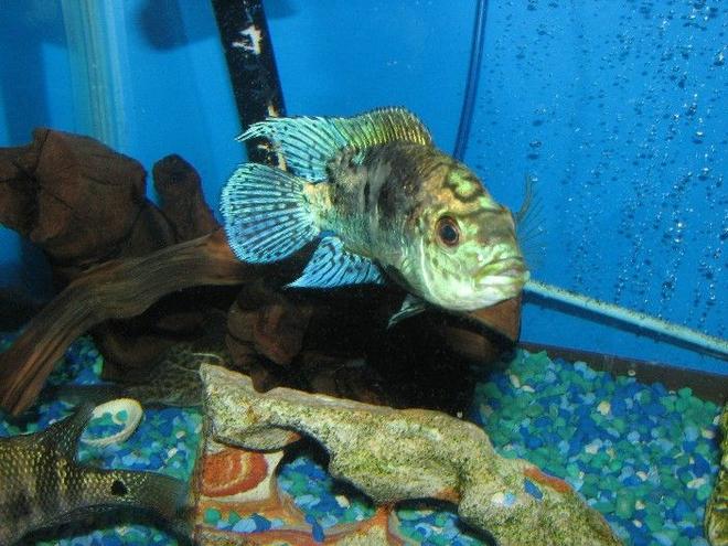 freshwater fish - nandopsis octofasciatum - jack dempsey stocking in 225 gallons tank - Young dempsey75g tank..