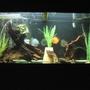 110 gallons freshwater fish tank (mostly fish and non-living decorations) - My 110 gallon with discus :)