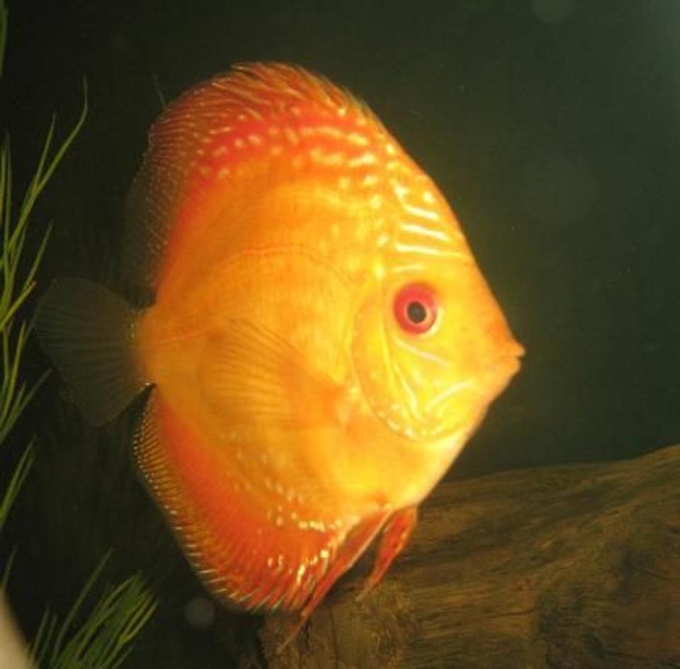 freshwater fish - symphysodon sp. - red marlboro discus stocking in 110 gallons tank - 5in. male marlboro red