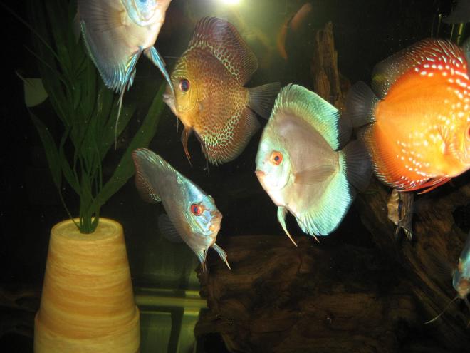 freshwater fish - symphysodon sp. - white discus stocking in 110 gallons tank - some discus, royal turquise, blue diamond, cobalt, marlboro red, leopard snakeskin.