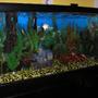 60 gallons freshwater fish tank (mostly fish and non-living decorations) - 60 gall community 2 angels, gibby pleco, clown loach, yoyo loach, blue oupaline gourami, neon dwarf gourami, platy, molly, guppy,