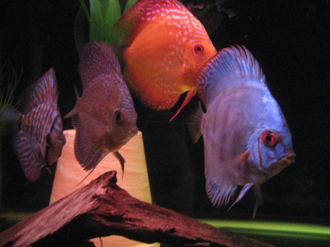freshwater fish - symphysodon sp. - blue diamond discus stocking in 110 gallons tank - some discus juvies Red turquise, leopard snakeskin, marlboro red, royal turquise.