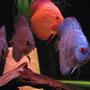 freshwater fish - symphysodon sp. - blue diamond discus stocking in 110 gallons tank - some discus juvies Red turquise, leopard snakeskin, marlboro red, royal turquise.
