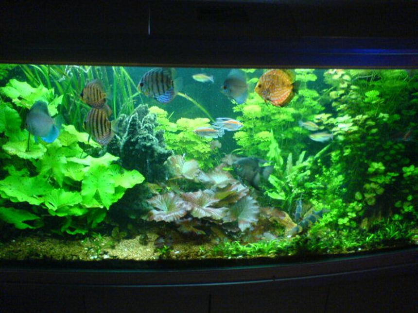 Rated #35: 90 Gallons Planted Tank - Aquarium (true)