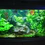 90 gallons planted tank (mostly live plants and fish) - Aquarium (true)
