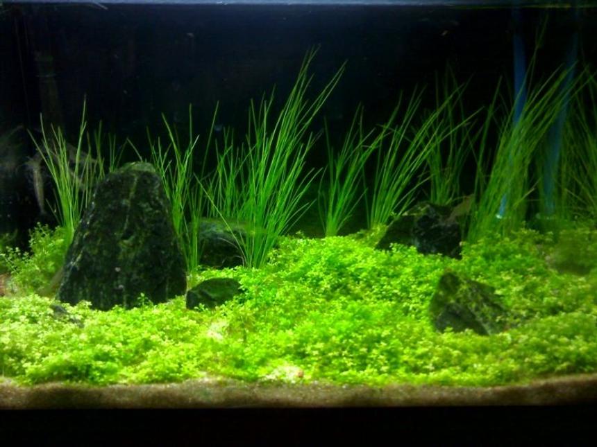 Rated #50: 3 Gallons Planted Tank - 3 gallon tank
hang up nano filter
Co2
light 11 w fluroescent

plants:
Eleocharis acicularis
Hemianthus callitrichoides "Cuba" 

a lot of shrimps