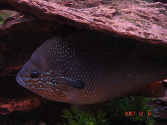 freshwater fish - lepomis macrochirus - bluegill - orange belly blue gill