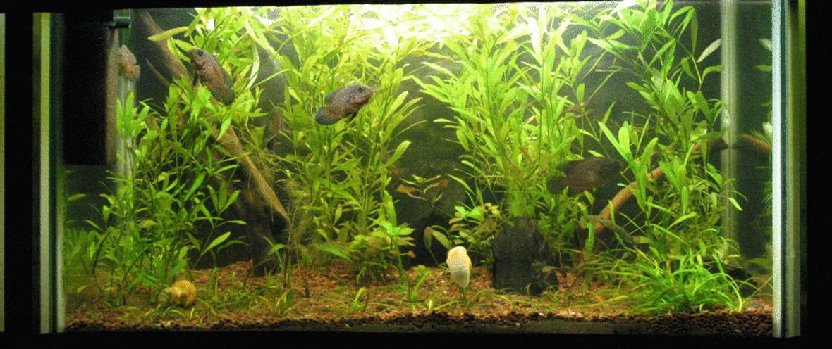 40 gallons planted tank (mostly live plants and fish) - Low tech Tank Dic.06