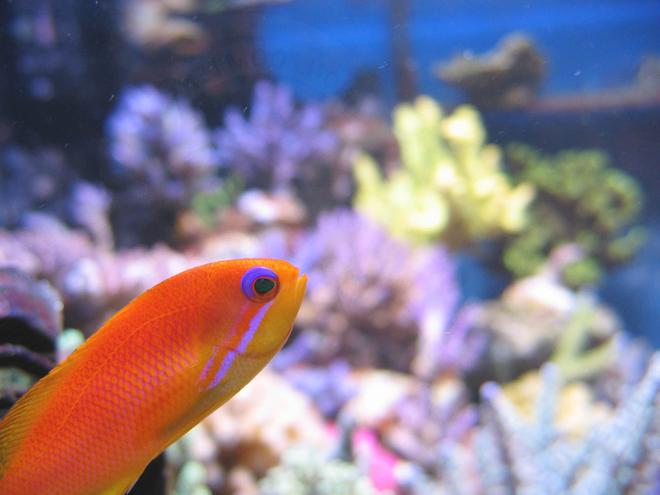 saltwater fish - pseudanthias squamipinnis - lyretail anthias stocking in 100 gallons tank - Pseudanthias squamipinnis female