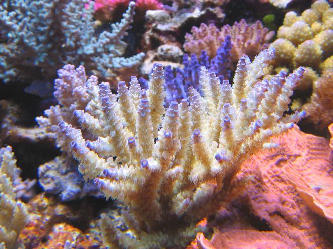 corals inverts - acropora tenuis - tenuis, green with purple tips stocking in 100 gallons tank - Acropora Tenuis
